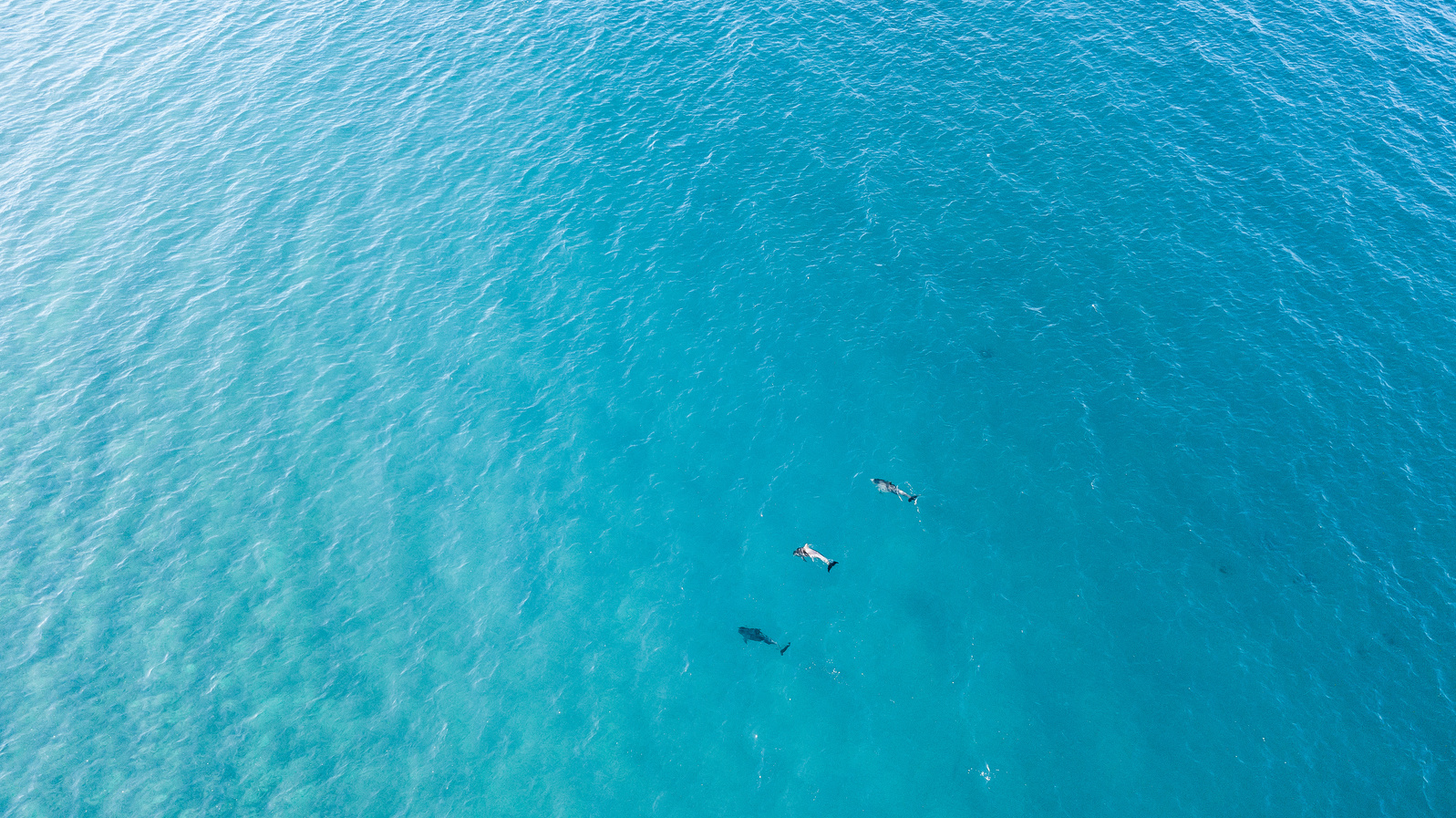 Aerial View of Dolphins in the Ocean